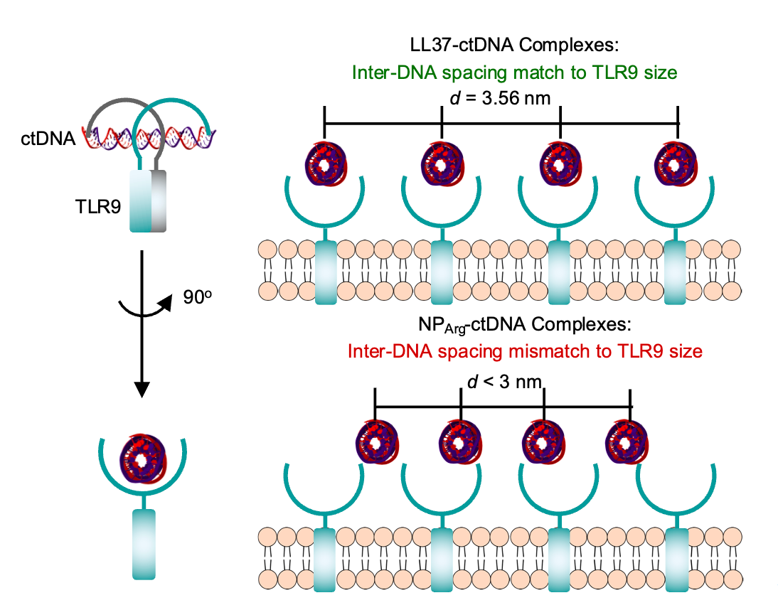 image-20240903144925-3